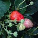 Fragaria × ananassa Fruto