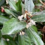 Elaeagnus × submacrophylla Blomst