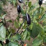 Capsicum frutescens Frucht