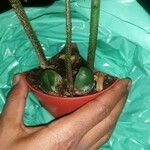 Castanospermum australe Frunză
