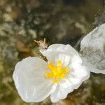 Elodea densa 花
