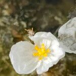 Elodea densa Floro