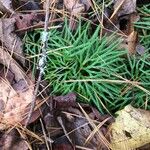 Lycopodium complanatum Leaf