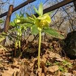 Helleborus viridisFlower