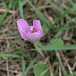 Colchicum longifolium Flower