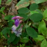 Lathyrus nevadensis