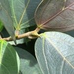 Ficus colubrinae Leaf
