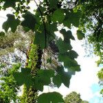 Liriodendron tulipifera Yaprak