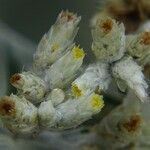 Pseudognaphalium microcephalum Flower