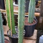 Echinopsis lageniformis Corteza