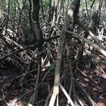 Rhizophora mangle Habitus