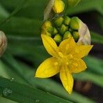 Allium moly Floare