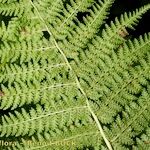 Athyrium × reichsteinii