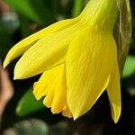 Narcissus cyclamineus Blodyn