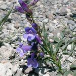 Penstemon speciosus Habitat