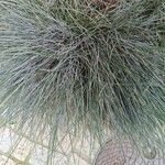 Festuca glaucaLehti