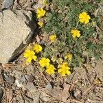 Potentilla pusilla Foglia