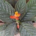 Chrysothemis pulchella 花