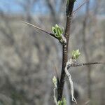 Elaeagnus angustifoliaÉcorce