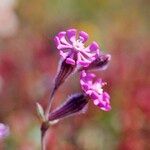 Silene colorata Blüte