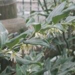 Sarcococca ruscifolia Lorea