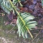 Cephalotaxus harringtonia Frunză