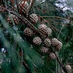 Casuarina equisetifolia Ffrwyth