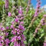 Lythrum virgatumFlower