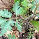 Phacelia bipinnatifida Folha