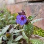 Pulmonaria saccharataBlomst