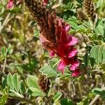 Indigofera schimperi 花