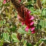 Indigofera schimperi Flor