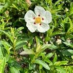 Cistus ladanifer 花