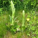 Himantoglossum hircinum Flor