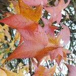 Liquidambar styraciflua Likasa