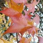 Liquidambar styraciflua Φύλλο