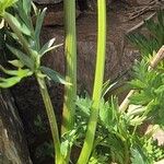 Mutellina adonidifolia 樹皮