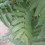 Ailanthus altissimaFeuille