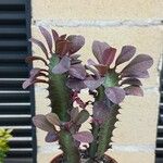 Euphorbia trigona Fulla