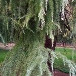 Larix occidentalis Hoja