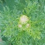 Chrysanthemum coronarium Fiore