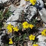 Helianthemum italicum Fleur