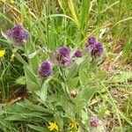 Centaurea uniflora Habit