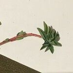 Euphorbia polygalifolia Hábitos