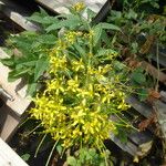 Sisymbrium strictissimum Flower