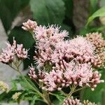 Eupatorium cannabinumКветка