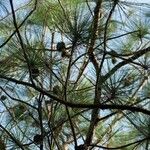 Pinus yunnanensis Levél