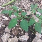 Solanum nigrum Blatt