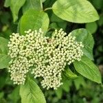 Viburnum prunifolium Цвят