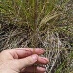 Bothriochloa bladhii 叶